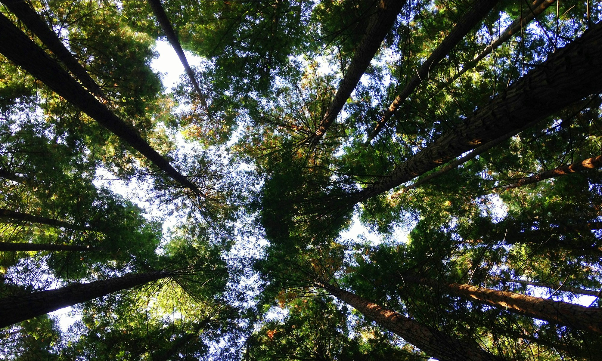 low-angle photography of tall tress during daytime