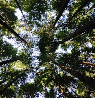 low-angle photography of tall tress during daytime