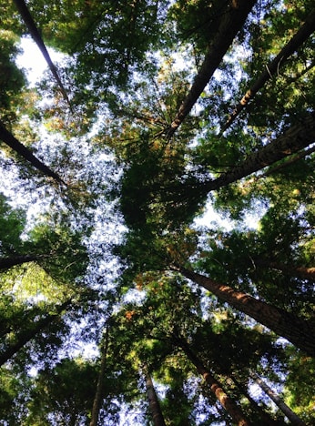 low-angle photography of tall tress during daytime