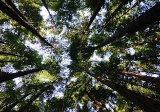 low-angle photography of tall tress during daytime