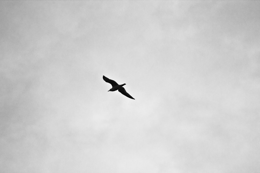 silhouette of bird flying