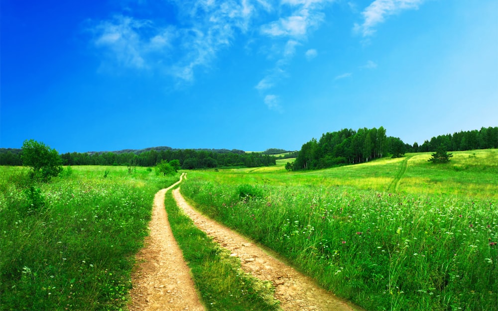 road in between of grass field near trees at daytime