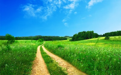 road in between of grass field near trees at daytime outdoor teams background