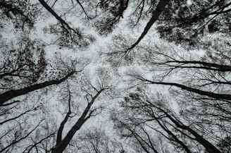 bottom view of bare trees