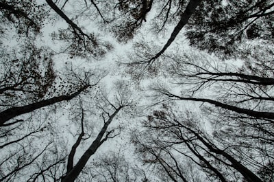 bottom view of bare trees complex google meet background