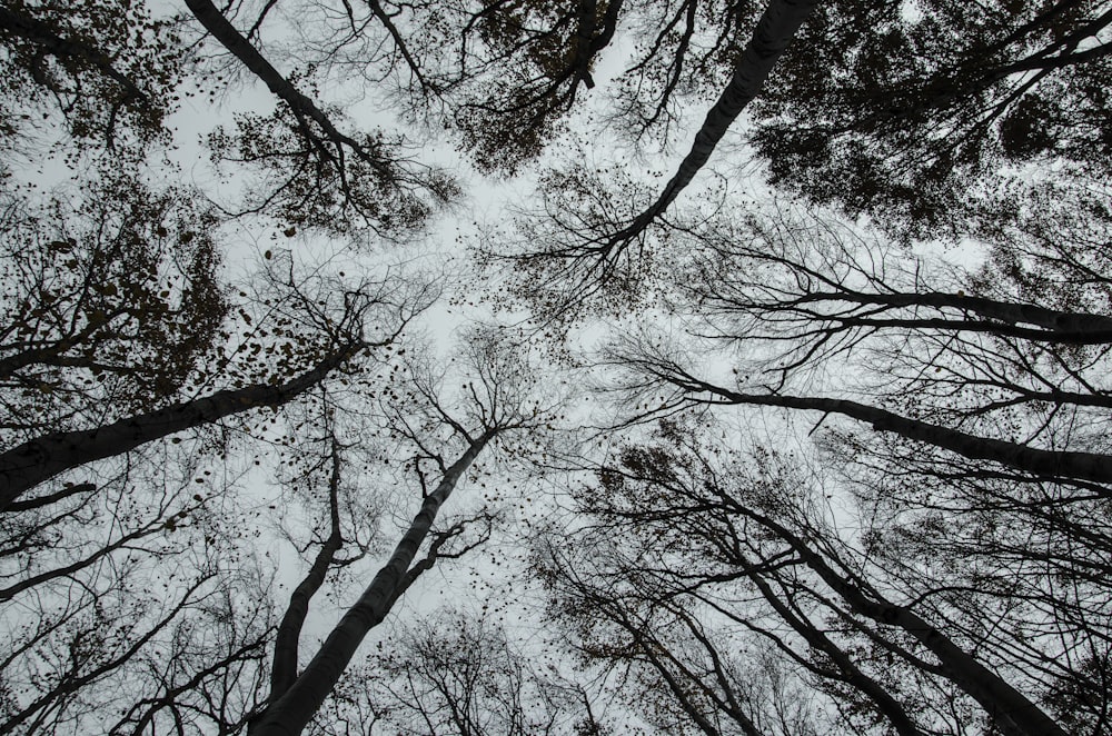 bottom view of bare trees
