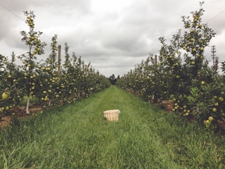 A row of apple trees in a well-maintained orchard stretches into the distance. Green grass covers the ground between the trees. The sky is overcast with gray clouds. A wooden basket is placed in the middle of the path between the rows of trees.