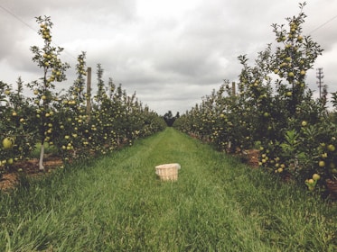 A row of apple trees in a well-maintained orchard stretches into the distance. Green grass covers the ground between the trees. The sky is overcast with gray clouds. A wooden basket is placed in the middle of the path between the rows of trees.