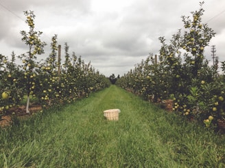 A row of apple trees in a well-maintained orchard stretches into the distance. Green grass covers the ground between the trees. The sky is overcast with gray clouds. A wooden basket is placed in the middle of the path between the rows of trees.