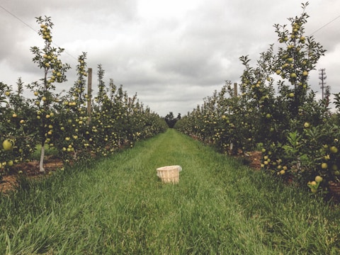 A row of apple trees in a well-maintained orchard stretches into the distance. Green grass covers the ground between the trees. The sky is overcast with gray clouds. A wooden basket is placed in the middle of the path between the rows of trees.