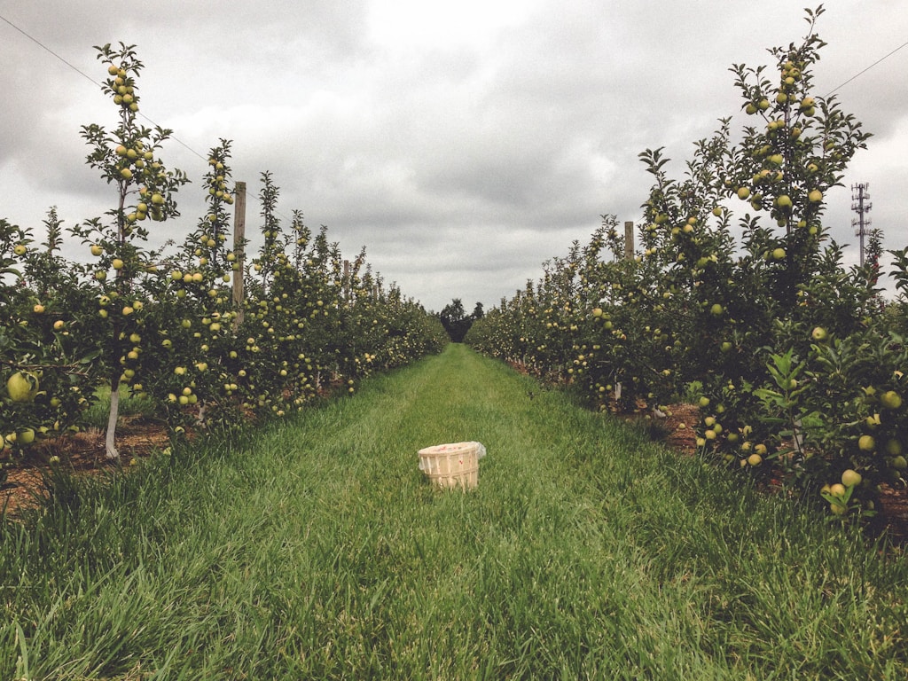 Apple Rootstock Saplings