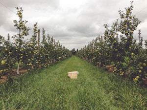 Apple Rootstock Saplings