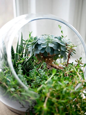succulent plants in clear glass terrarium