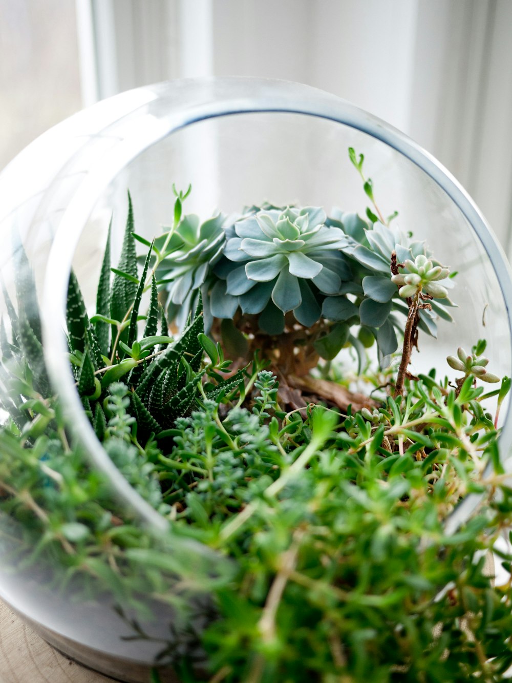 succulent plants in clear glass terrarium