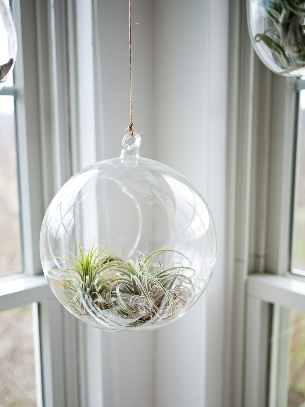 shallow focus photography of clear glass hanging terrarium