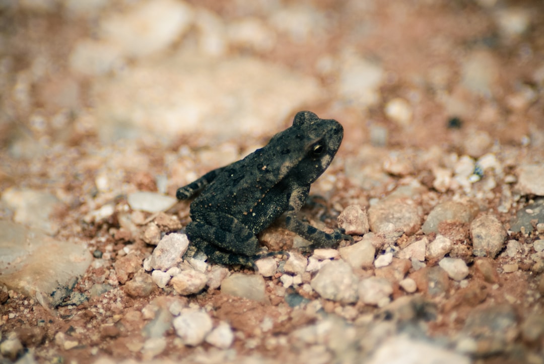 shallow focus photography of black frog