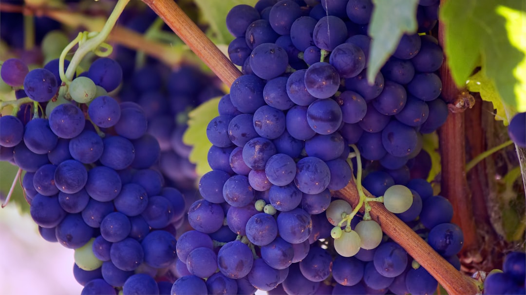 A close-up of bunches of purple grapes on the vine