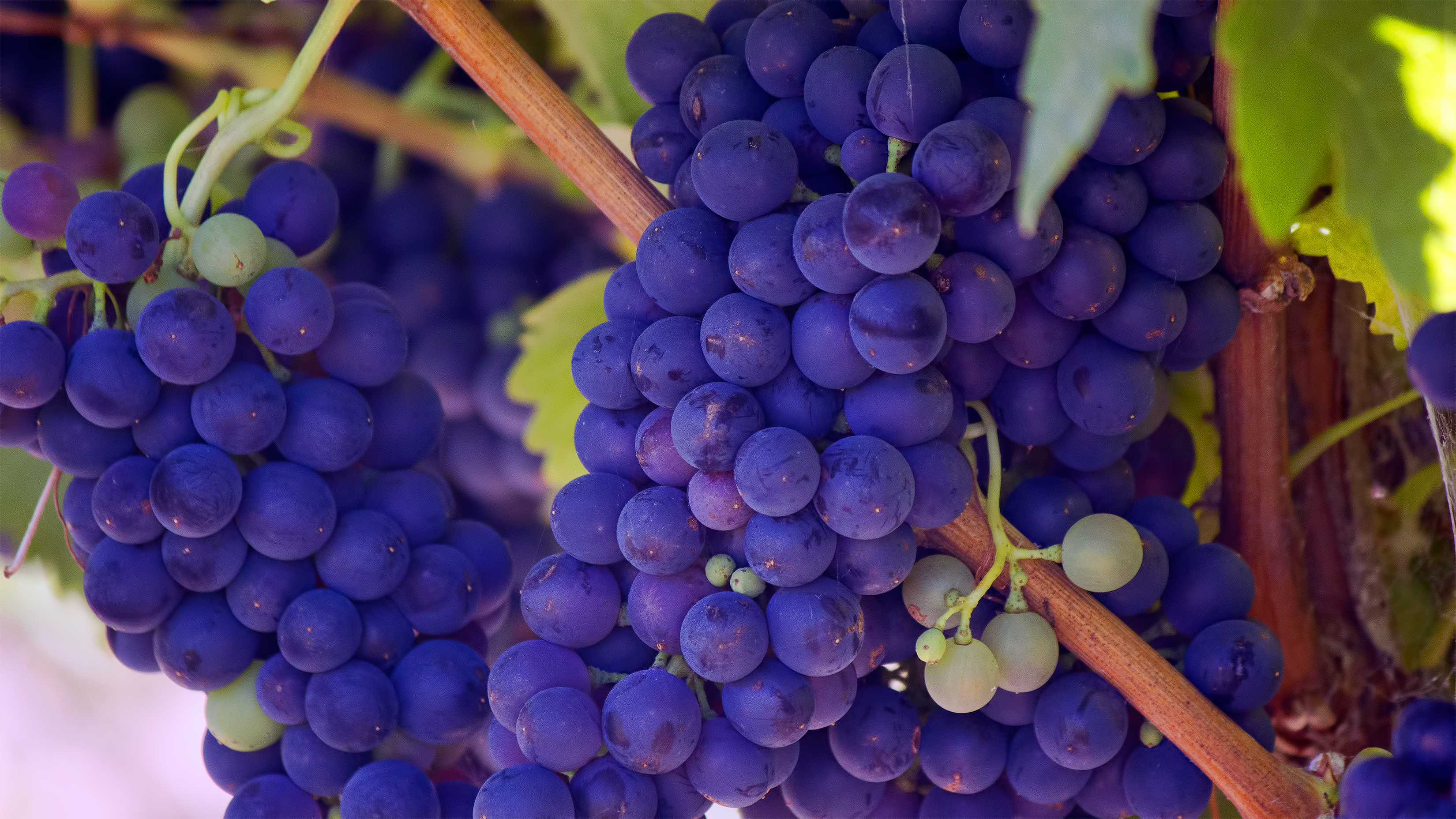 The Best Food and Wine Pairings in Napa Valley