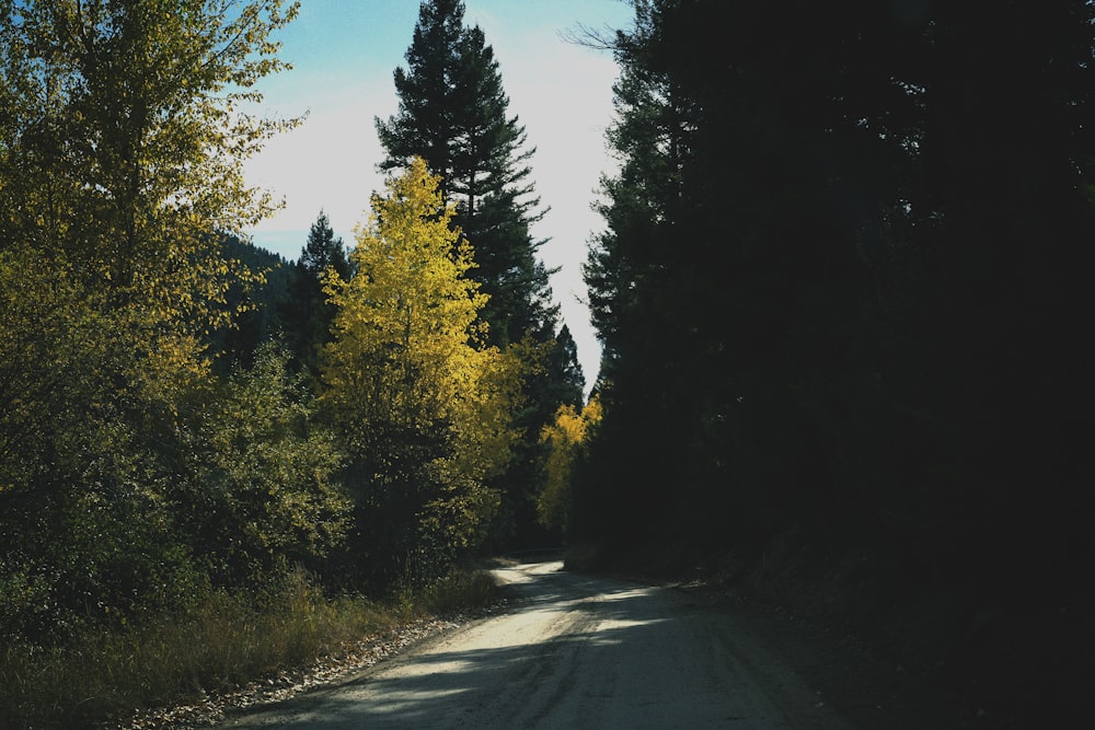 road between tall trees nature photography