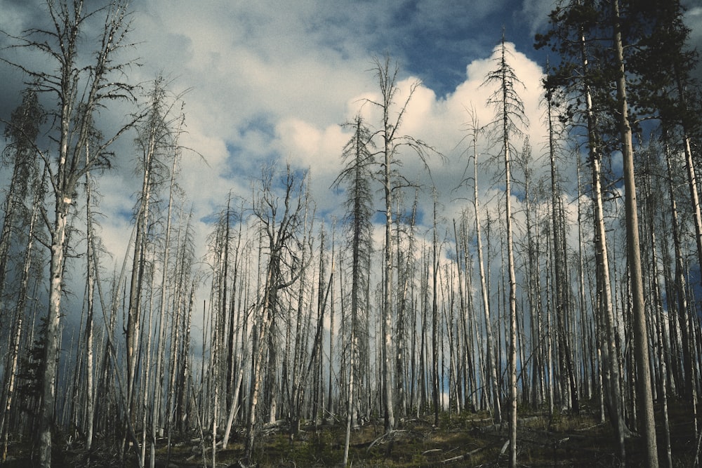 low-angle photo of birch trees during day time