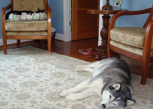 Elegant Pet Accessories