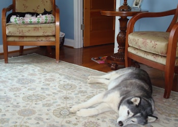 A husky dog is lying on a patterned rug in a cozy living room. A black and white cat is resting on a cushion placed on an armchair. The room has a wooden floor, a light blue wall, and a wooden table between two similar armchairs with floral upholstery.