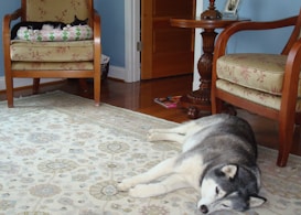 A husky dog is lying on a patterned rug in a cozy living room. A black and white cat is resting on a cushion placed on an armchair. The room has a wooden floor, a light blue wall, and a wooden table between two similar armchairs with floral upholstery.