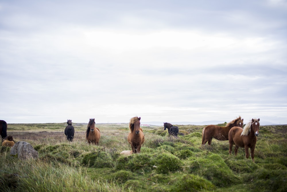 herd of horse on green grass