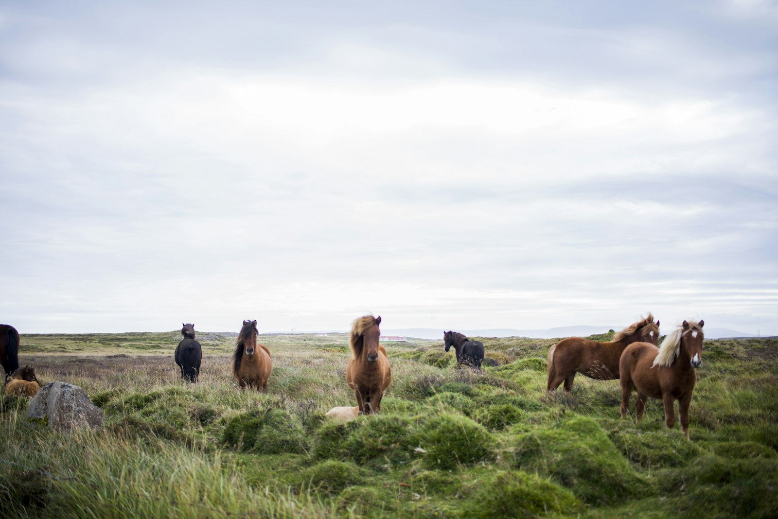 Nikon AF-S Nikkor 35mm F1.8G ED sample photo. Herd of horse on photography