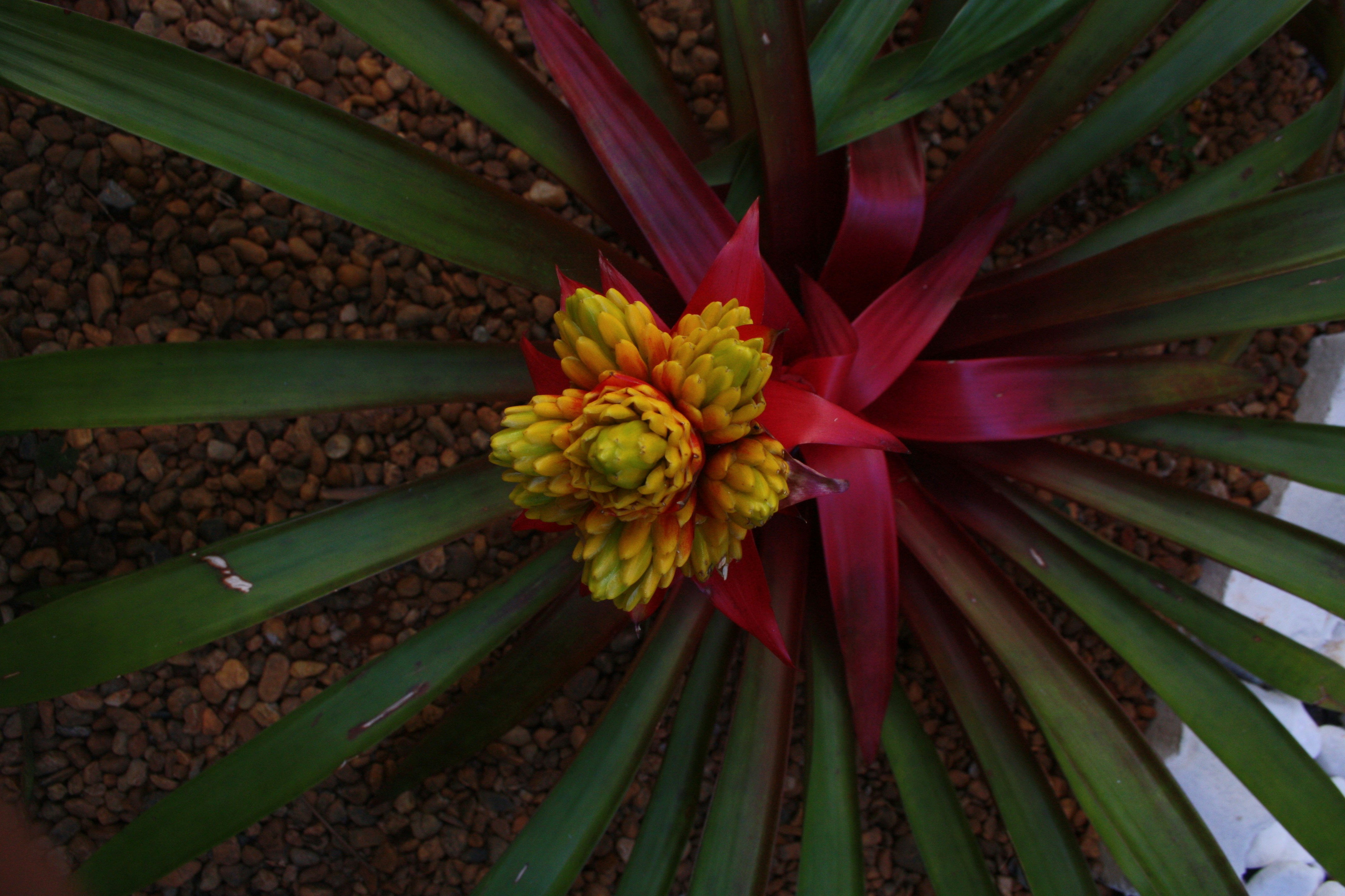 Free Unsplash photo from Caio Meguerditchian