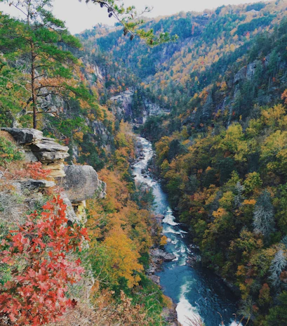 Close-up of vibrant autumn leaves framing a sweeping vista of the Yellowstone River winding through the canyon.