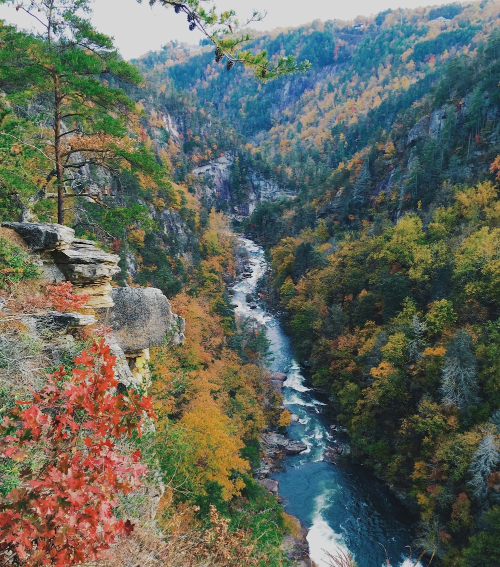Fotografia de paisagem do rio da montanha