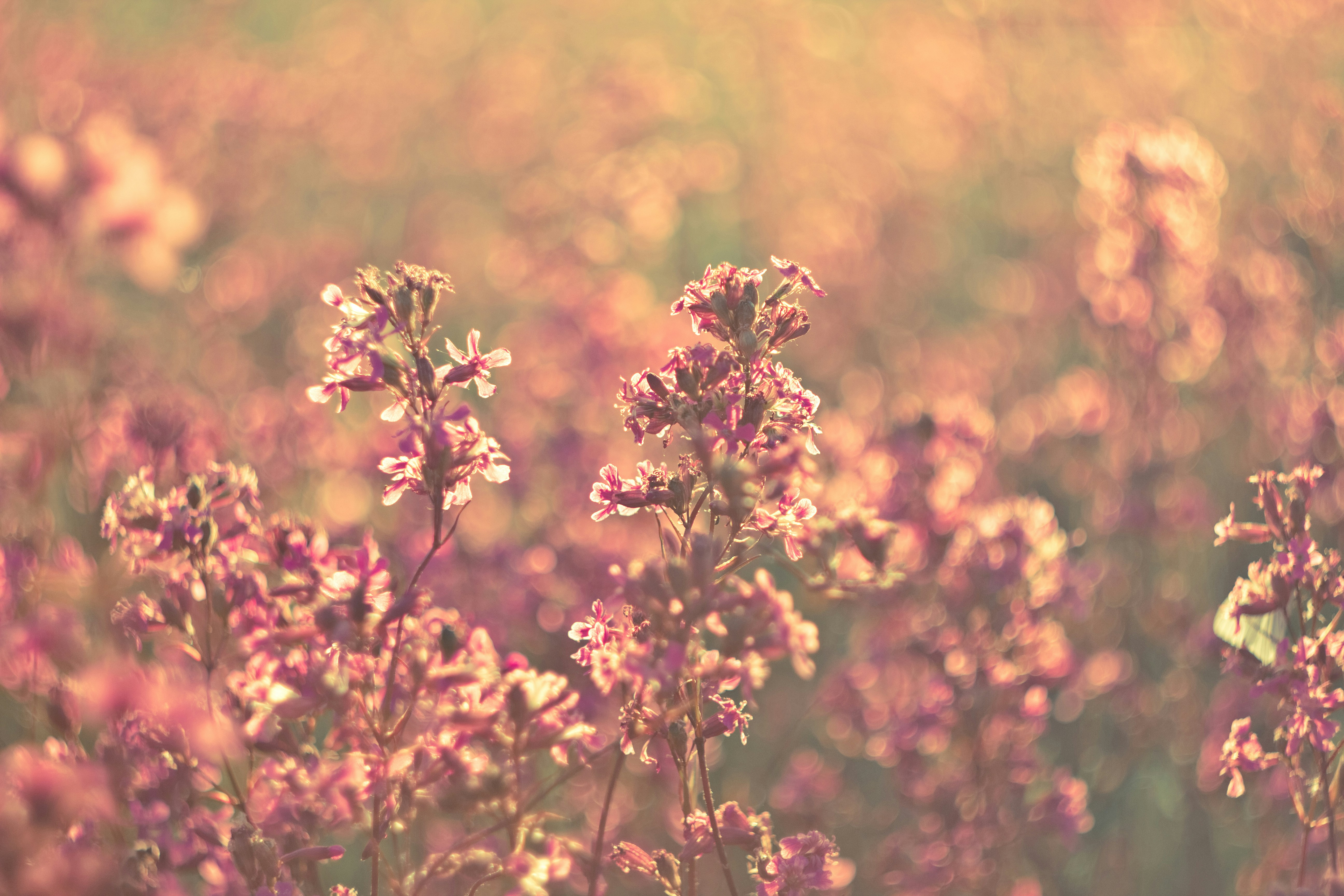 Free Unsplash photo from Vadim Gromov