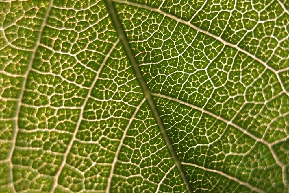 Fotografía de primer plano de hoja verde