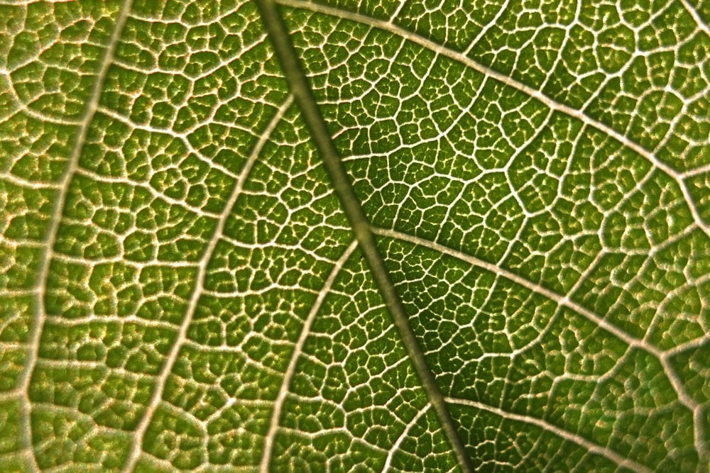 녹색 잎의 근접 촬영