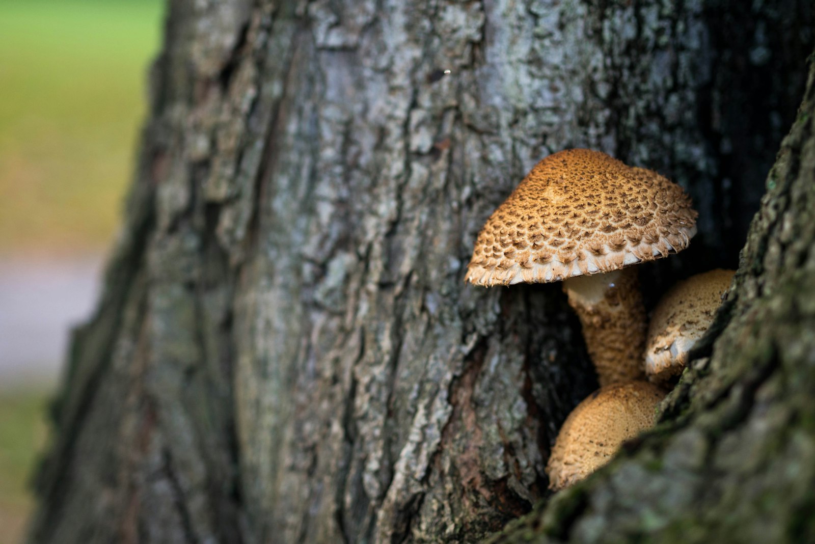 Panasonic Lumix DMC-GX7 + Olympus M.Zuiko Digital 45mm F1.8 sample photo. Brown mushroom on tree photography