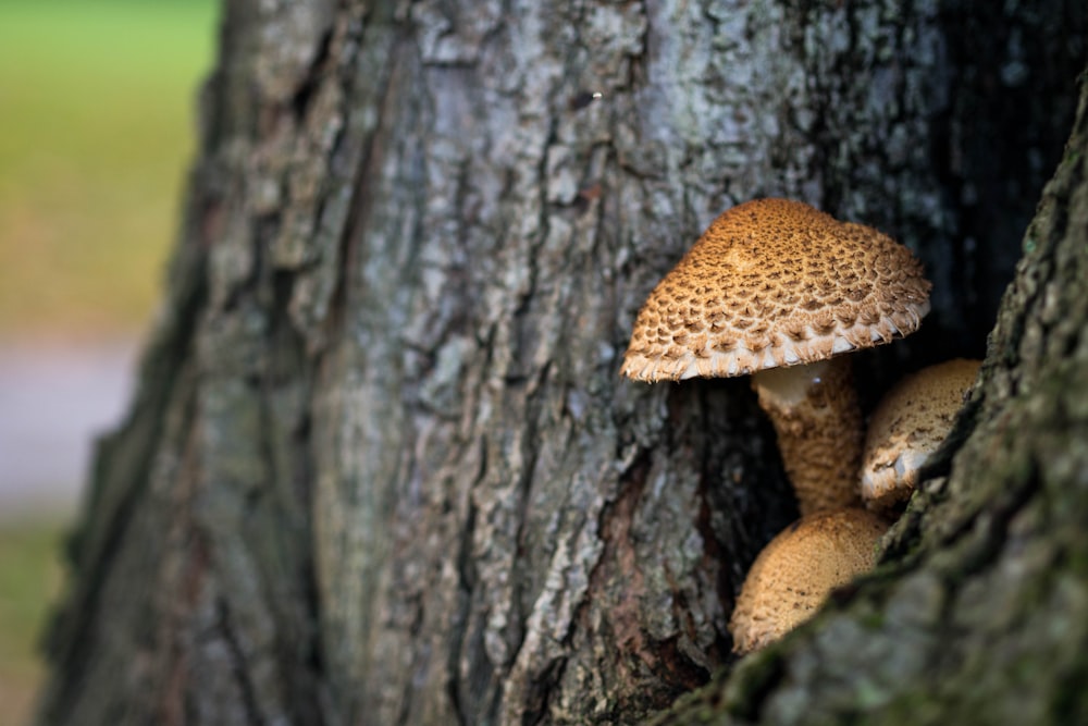 Brauner Pilz auf Baumstamm auf selektivem Fokusfoto