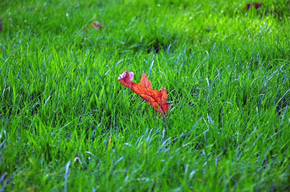feuille brune sur herbe verte