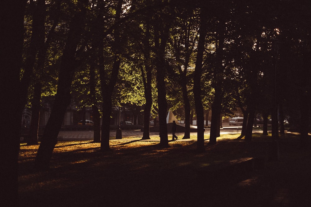 árboles durante la noche