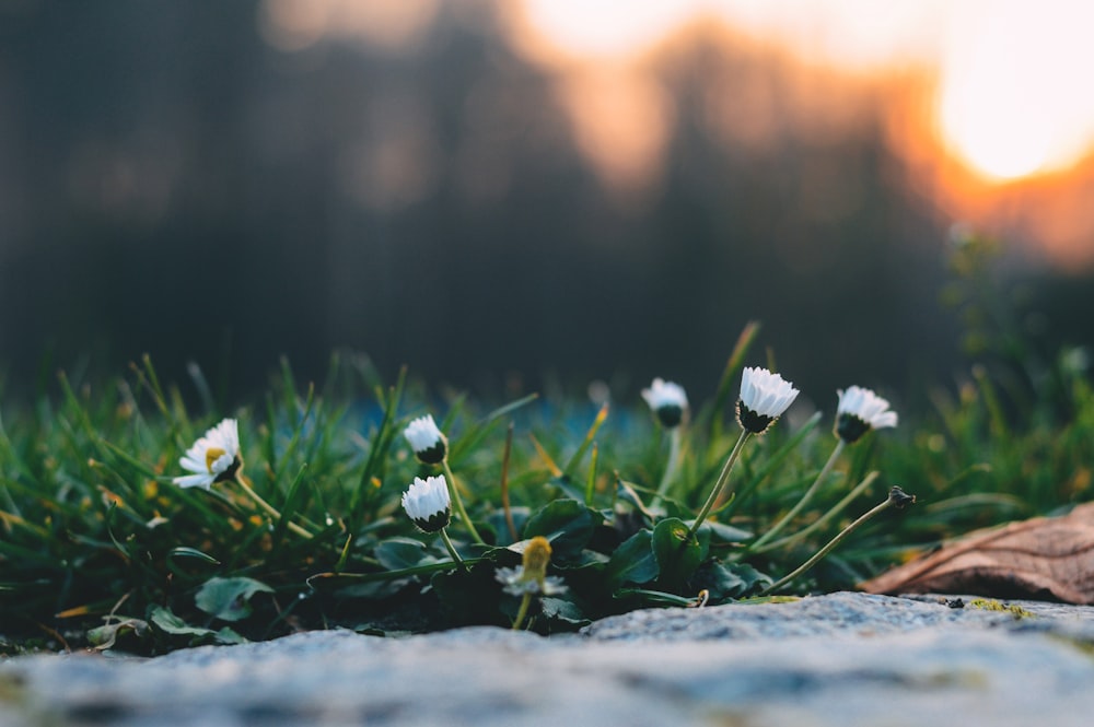 white flower