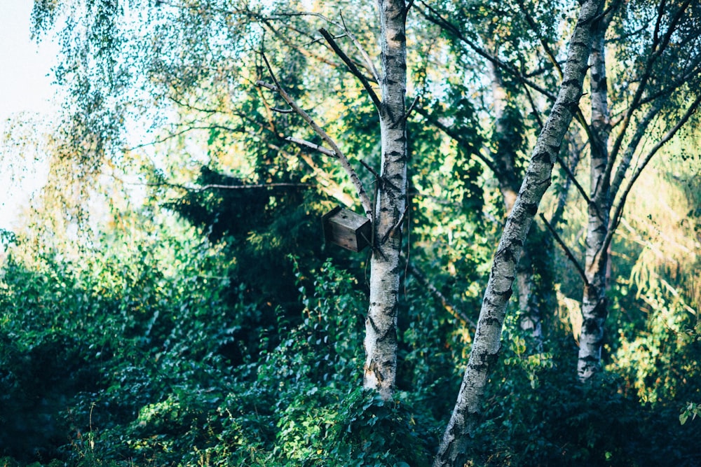 photography of brown wooden birdhouse surrounded by brown trees at daytime