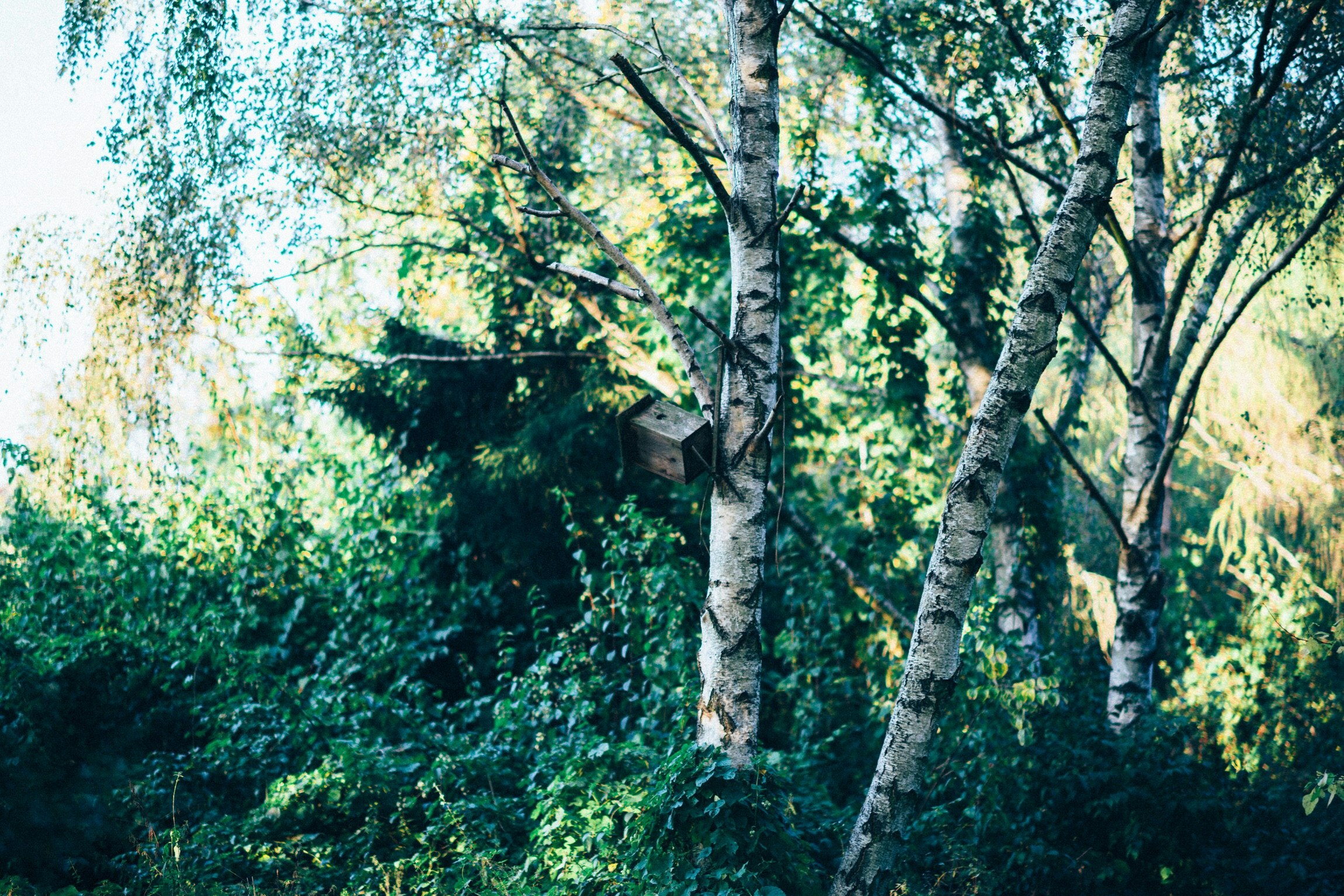 photography of brown wooden birdhouse surrounded by brown trees at daytime