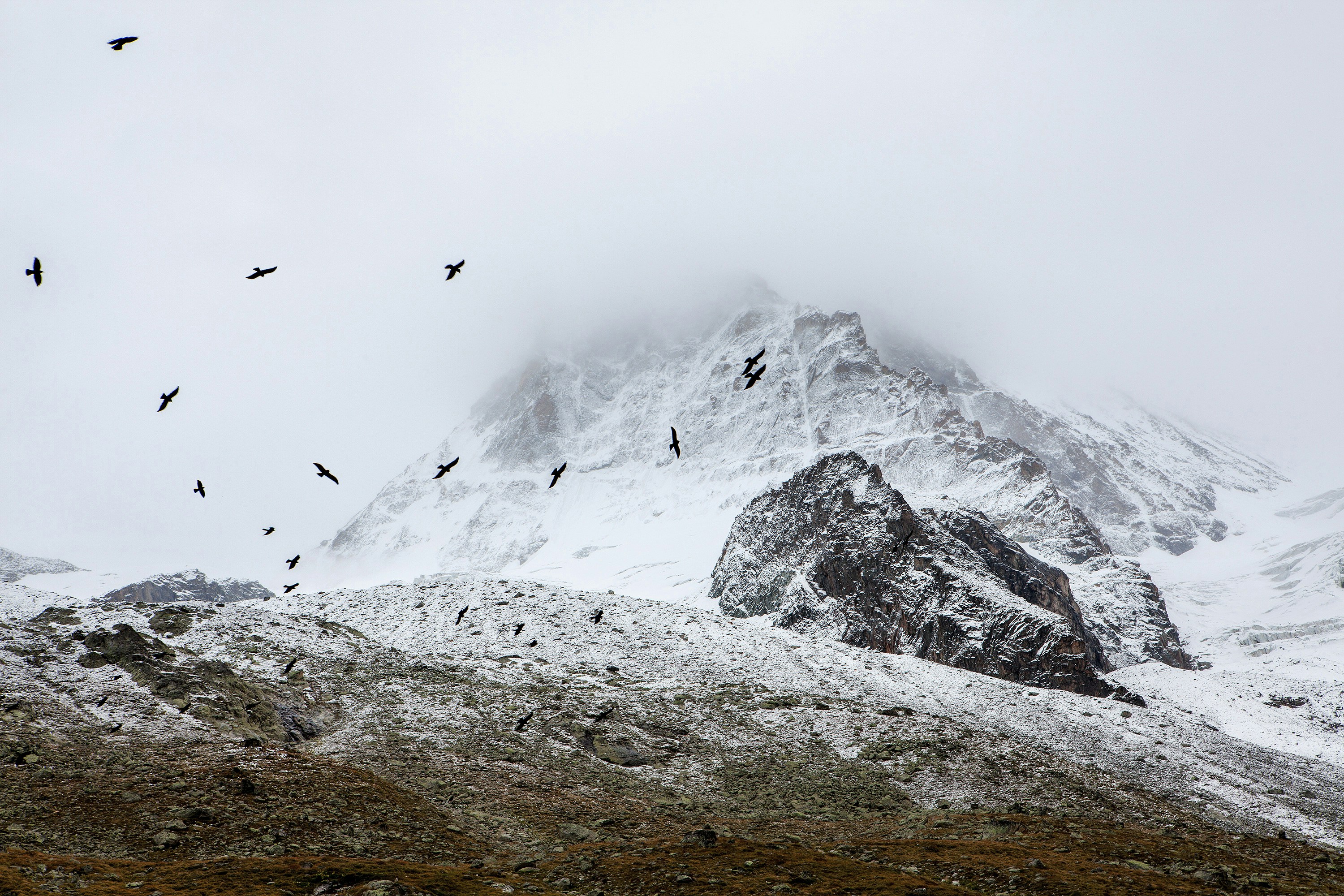 birds flying in the sky above snow covered mountain, Birds flocking in the Alps