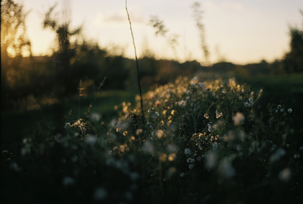 selective focus photography of water dew