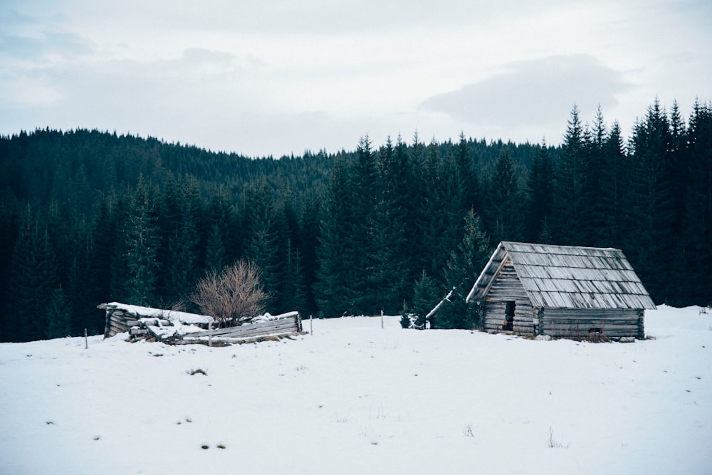 A wooden cabin and a derelict shack near a pine forest on a winter's day