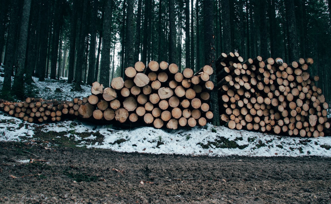 Timber in a forest