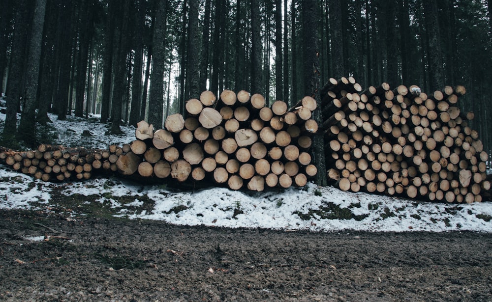 logs stack beside trees
