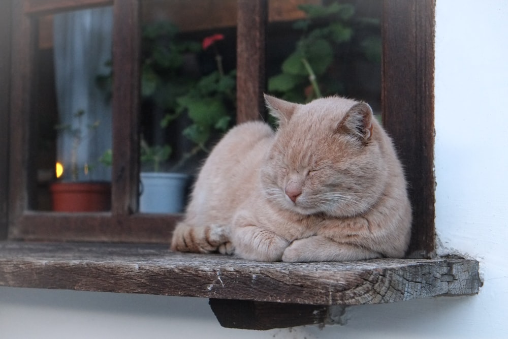gato naranja acostado en una ventana de madera marrón