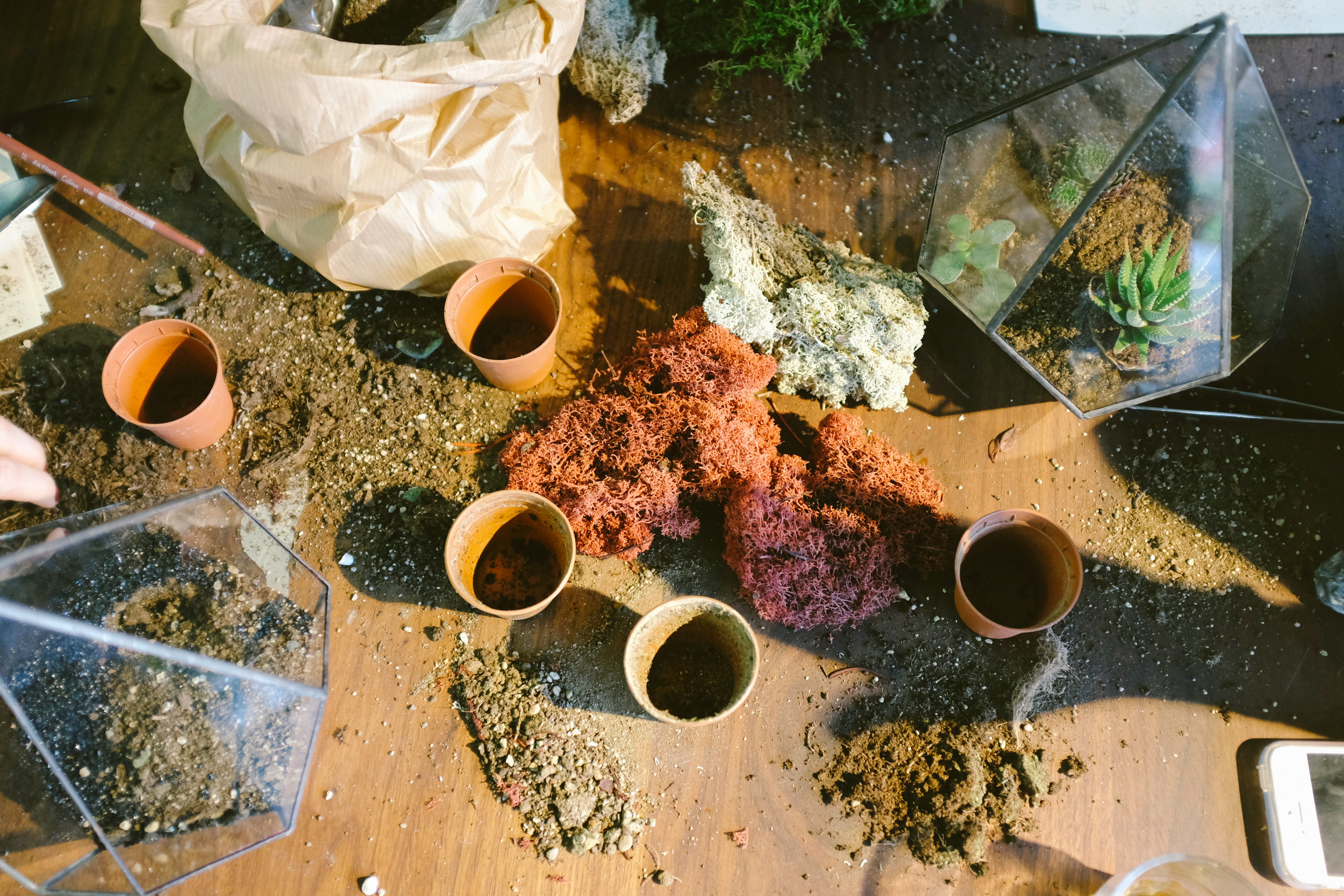 five plant pots on brown wooden table during daytime