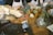 A group of people are assembling terrariums. On the table, there are geometric glass containers being filled with red soil and plants. Small potted succulents are scattered around, and there are tools like paintbrushes and tweezers. Hands are seen actively arranging materials in the containers.